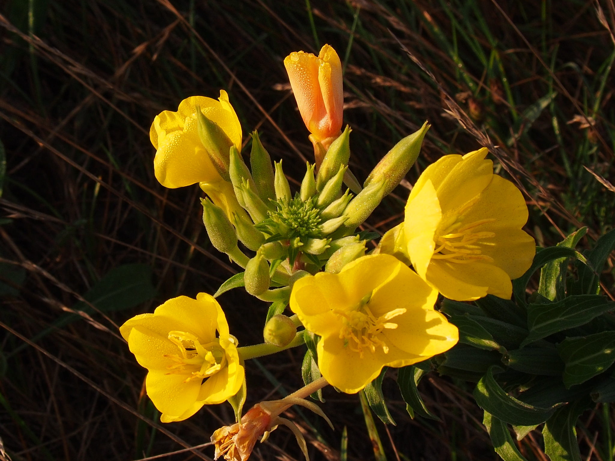 Oenothera biennis